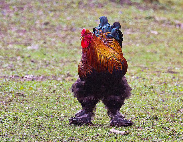 20120408 8469RAw [D~OB] Hühner, Kaisergarten, Oberhausen