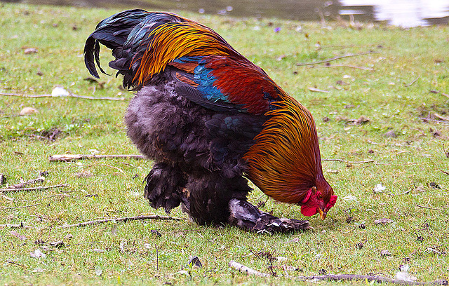 20120408 8468RAw [D~OB] Hühner, Kaisergarten, Oberhausen