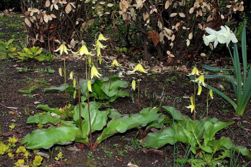 Erythronium pagoda