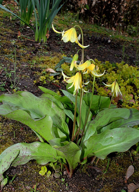 Erythronium pagoda