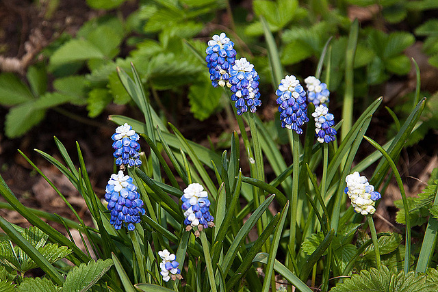 20120414 8576RAw [D~E] Traubenhyazinthe (Muscari), Gruga-Park, Essen