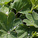 20120414 8573RAw Regentropfen, Gruga-Park