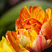 20120414 8572RAw [D~E] Tulpe, Gruga-Park, Essen