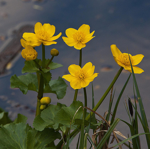 20120408 8461RAw [D~OB] Sumpfdotterblume (Caltha palustris), Kaisergarten, Oberhausen