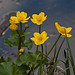 20120408 8461RAw [D~OB] Sumpfdotterblume, Oberhausen