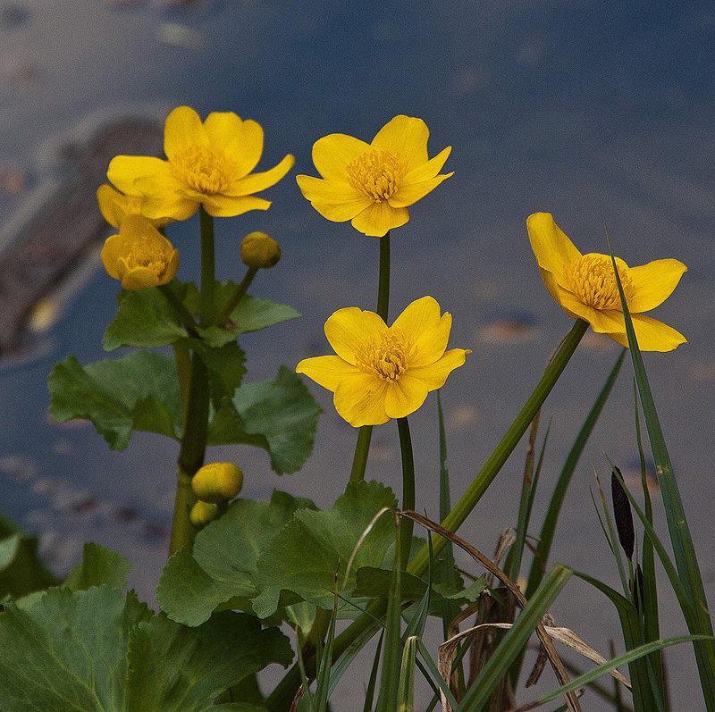 20120408 8461RAw [D~OB] Sumpfdotterblume (Caltha palustris), Kaisergarten, Oberhausen