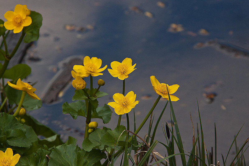 20120408 8460RAw [D~OB] Sumpfdotterblume (Caltha palustris), Kaisergarten, Oberhausen