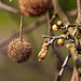 20120408 8454RAw [D~OB] Ahornblättrige Platane (Platanus x hispanica (P. accidentalis x P- orientalis)), Kaisergarten, Oberhausen