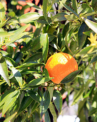 Eine Apfelsine in Cannero