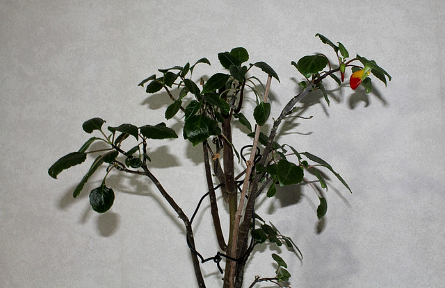 Impatiens Niamniamensis