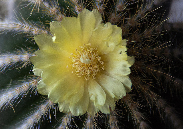 20120414 8567RMw [D~LIP] Kaktus, Bad Salzuflen