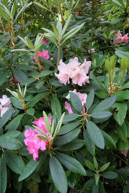 Rhododendrons