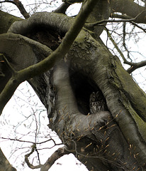 Fotoscheuer Waldkauz