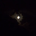 Luna lunera cascabelera