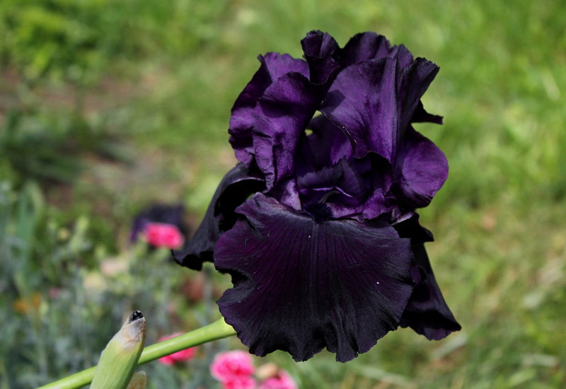 Iris Black Tie Affair