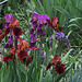 Iris cuivre et autres (2)