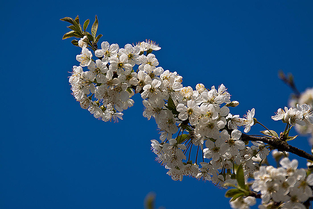 20120408 8438RAw [D~OB] Kirschblüte, Oberhausen