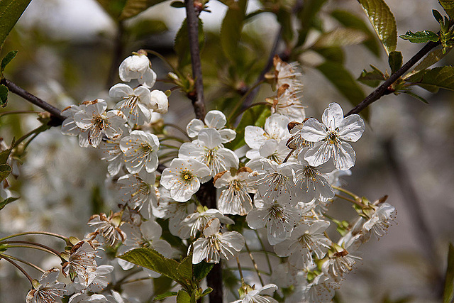 20120408 8437RAw [D~OB] Kirschblüte, Oberhausen