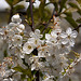 20120408 8437RAw [D~OB] Kirschblüte, Oberhausen