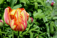 Tulipe flammée 'Dordogne' déviante