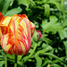 Tulipe flammée 'Dordogne' déviante