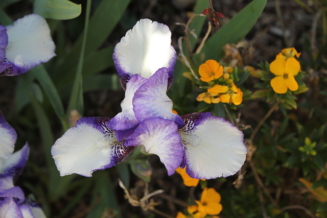 Iris 'Jenny Grace '