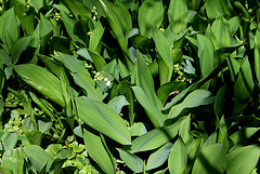 Muguet de mai
