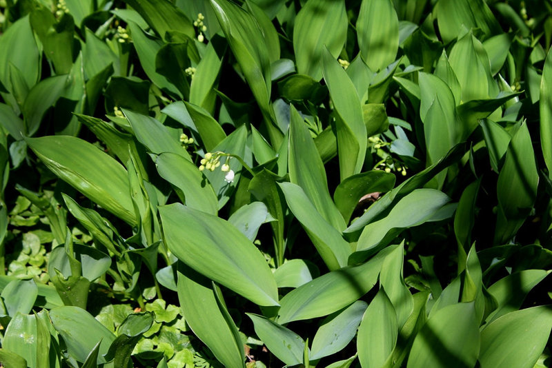 Muguet de mai