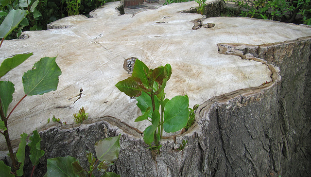 Der Baum ist tot ?