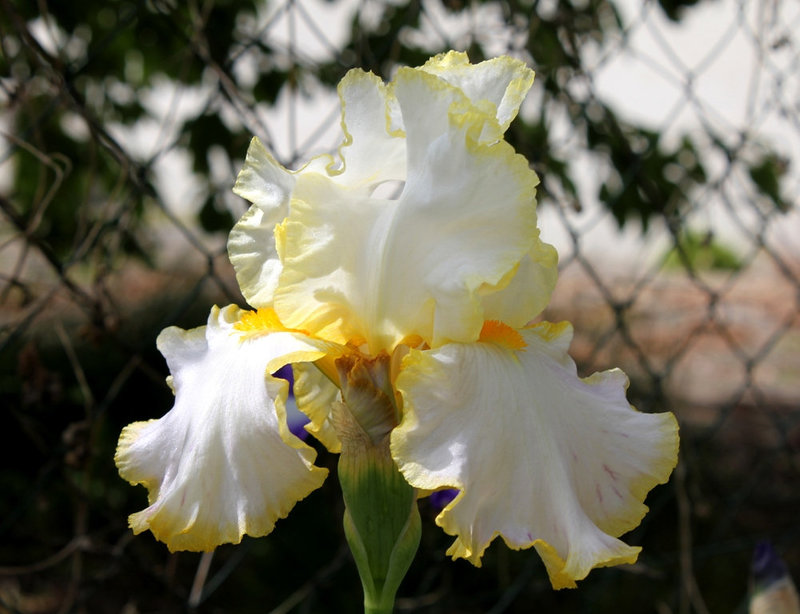 Iris Bride's Halo
