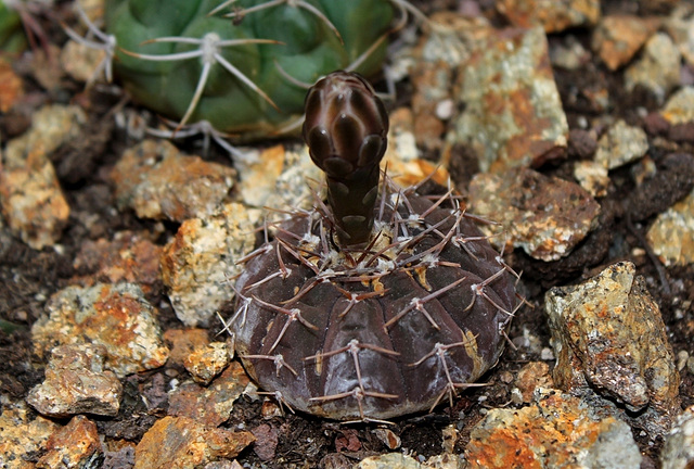 Gymnocalycium occultum