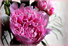 AU COEUR DE LA PIVOINE*** AU COEUR DE LA PIVOINE***