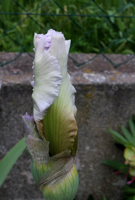 Iris 'Neige de mai'