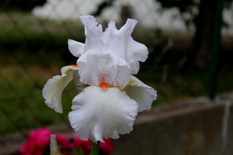 Iris 'Neige de mai' (4)