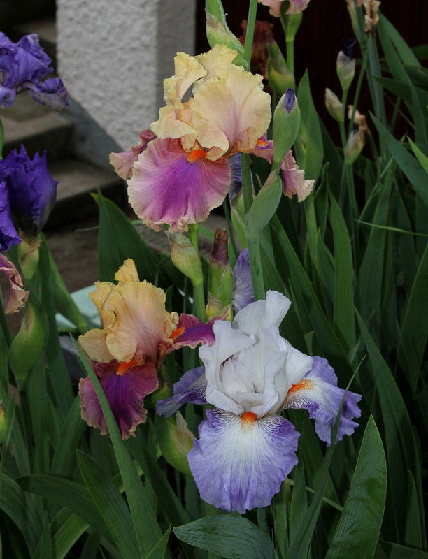 Iris Colette T. et Vive la France en bouquet (3)