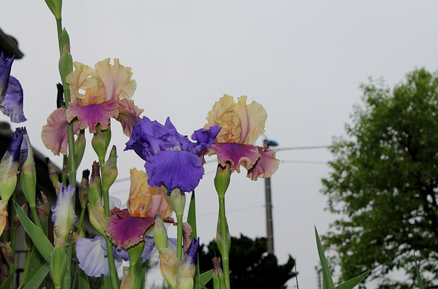 Iris Colette T. et Vive la France en bouquet (4)