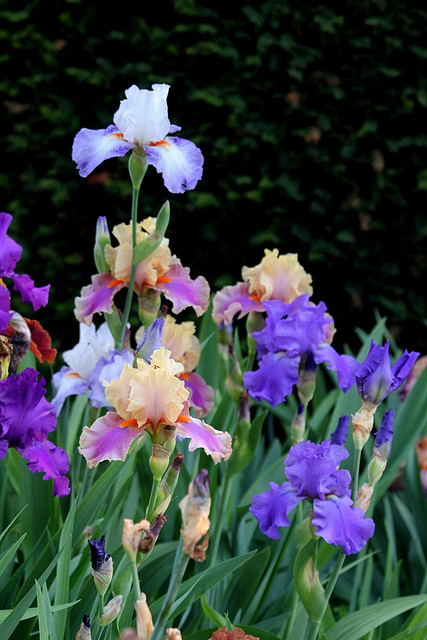 Iris en joyeux bouquet