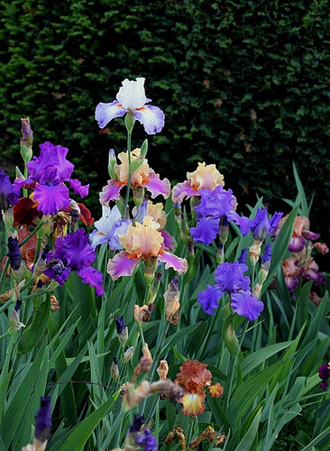 Iris en joyeux bouquet (2)