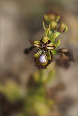 Ophrys miroir de corse