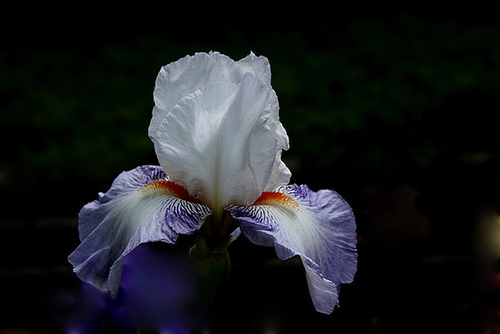 Iris Vive La France