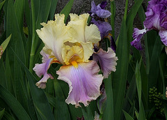 Iris 'Robe d'été' (2)
