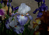 Iris Vive La France  (3)
