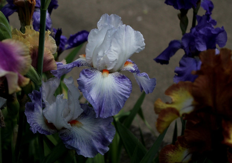 Iris Vive La France  (3)