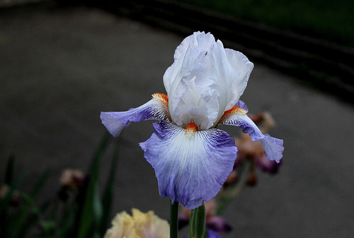 Iris Vive La France (3)