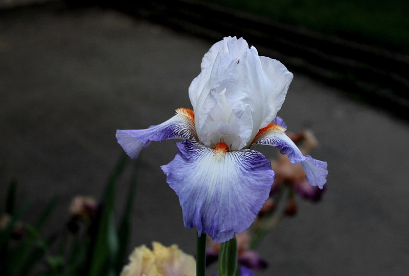Iris Vive La France (3)
