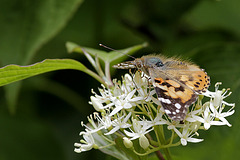 Cynthia cardui