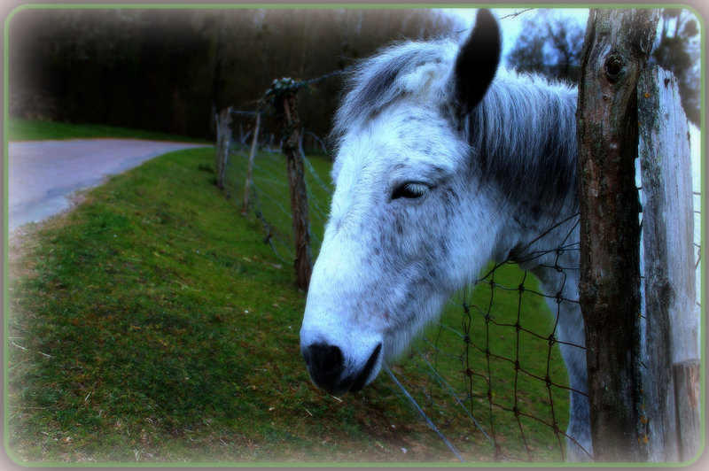 BASIL ***