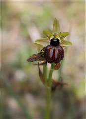 Ophrys vers Bonifacio