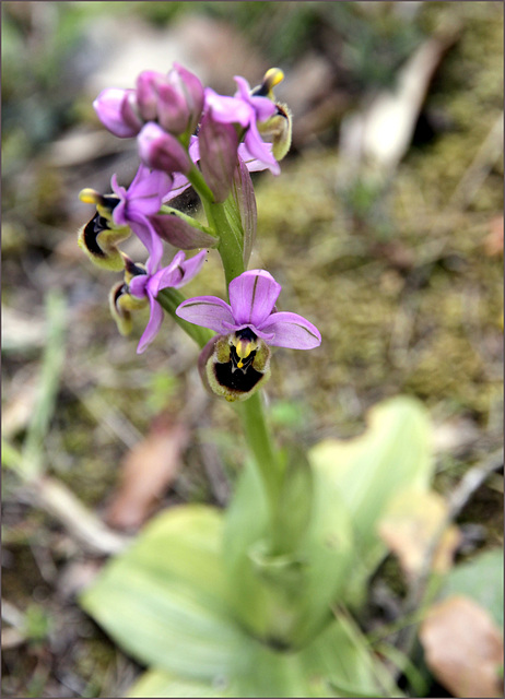 Ne pas négliger les ophrys