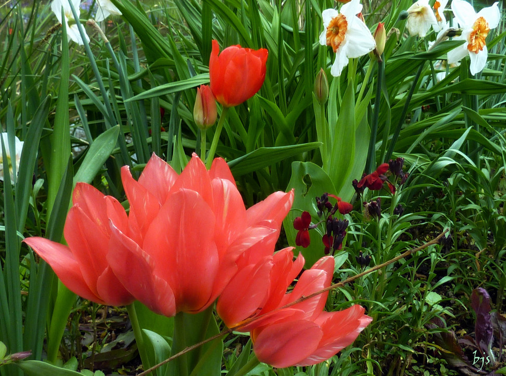 Tulipe multiflore